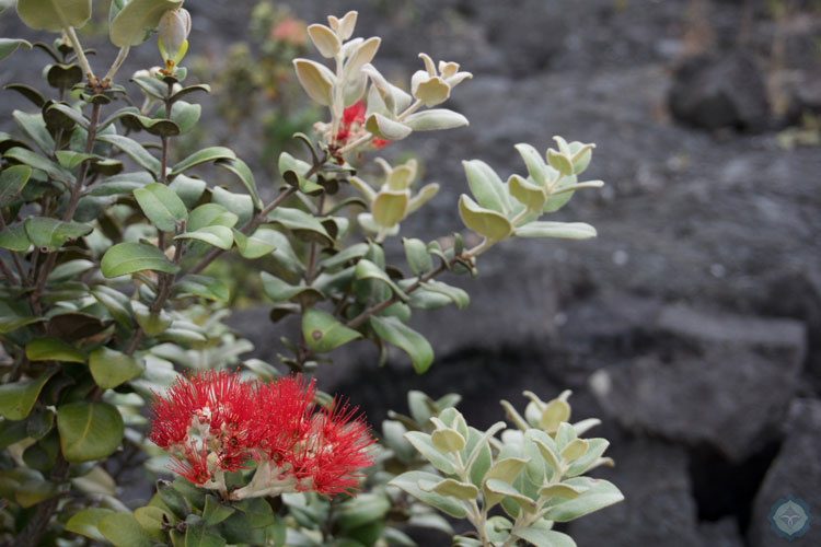 Lehua